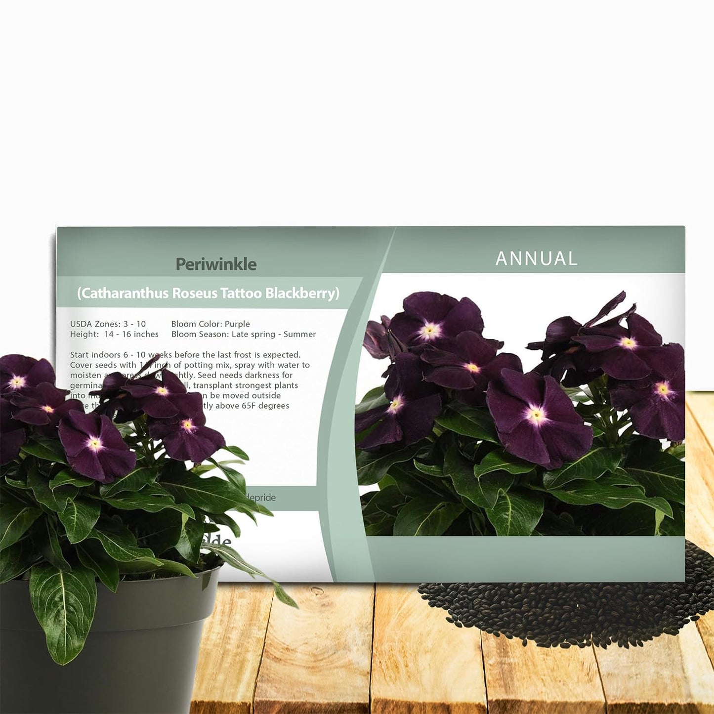 Seeds Ville 50 Seeds Annual Vinca Periwinkle BlackBerry Sadabahaar Ground Cover & Flower Seed for Planting - Seeds Ville