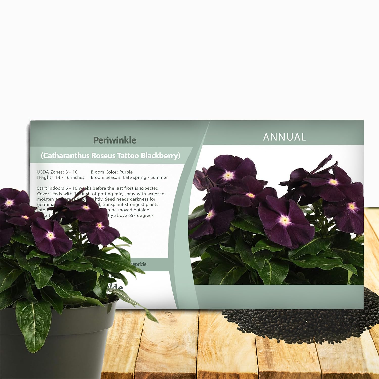 Seeds Ville 50 Seeds Annual Vinca Periwinkle BlackBerry Sadabahaar Ground Cover & Flower Seed for Planting - Seeds Ville