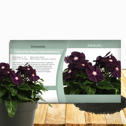 Seeds Ville 50 Seeds Annual Vinca Periwinkle BlackBerry Sadabahaar Ground Cover & Flower Seed for Planting - Seeds Ville