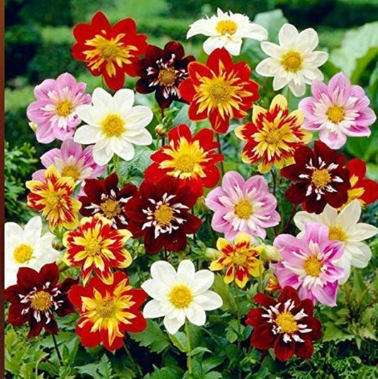 Dwarf DAHLIA Harlequin Mix Color Flower 20+ Seeds Pack - Seeds Ville
