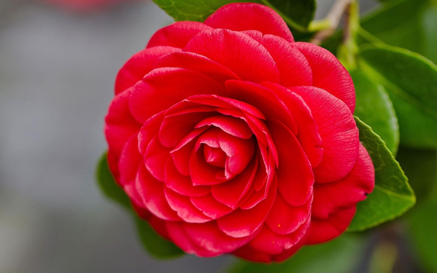 Red Camellia Flower Live Plant (PACK OF-1) Plant Height 1.5 Ft To 2 Ft - Seeds Ville