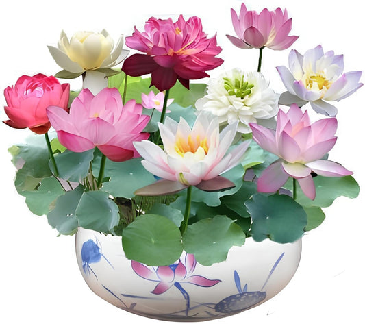 Seeds Ville Dwarf Rainbow Lotus Flower Seeds - 20 Seeds Pack - Seeds Ville