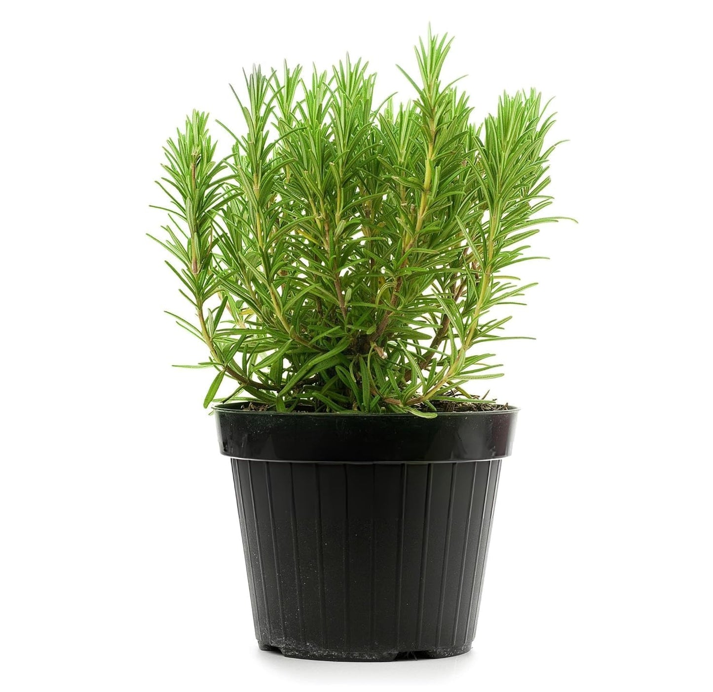 Live Purple Lavender Plant in Black Pot | All Season Fragrant Flowering Tree | Healthy Indoor Outdoor Live Plant for Home Garden & Decoration (LEVENDER PLANT) - Seeds Ville