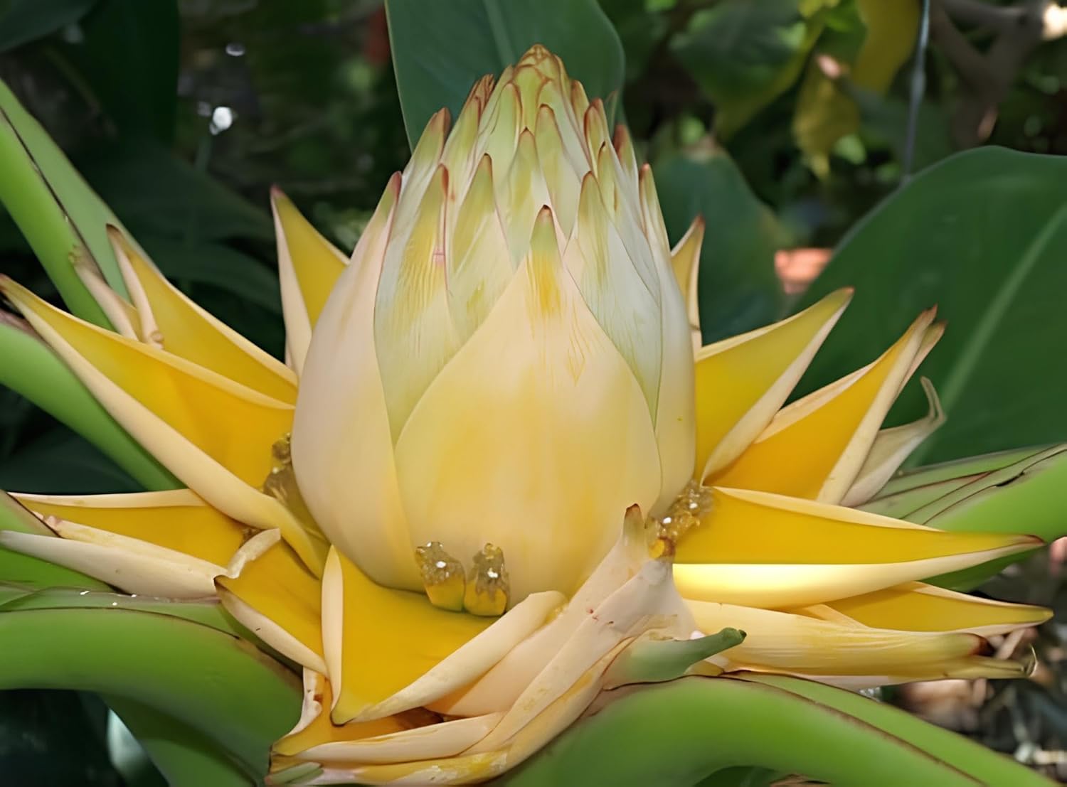 NooElec Seeds India Golden Colors Lotus Water Lily -15 Seeds Pack - Seeds Ville