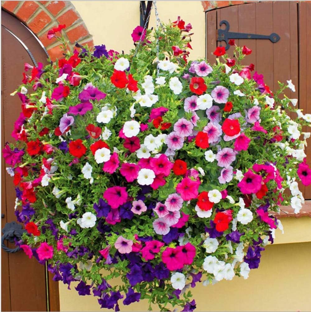 100+ Seeds- Dwarf Variety Petunia Mix Flower Seeds For Planting Home Garden - Bloom Year Round - Seeds Ville
