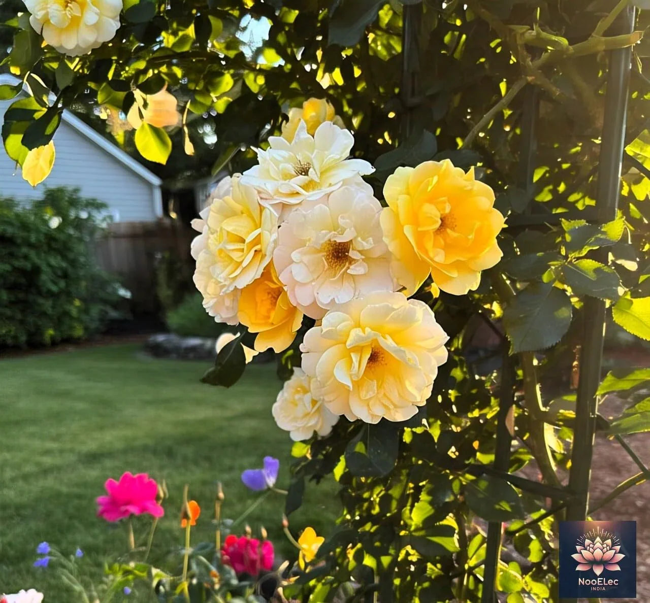 Climbing Rose Flower Seeds, 60 Seeds Pack - Hybrid, Year-Round Blooms, Minimal Care (MIX) - Seeds Ville