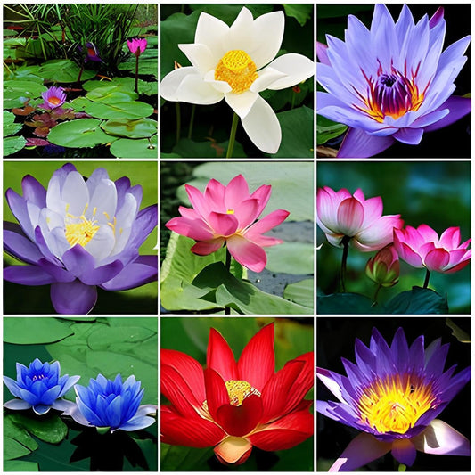 Mix Colour Lotus Seeds Home Garden Pack- 20 Fresh Seeds - Seeds Ville