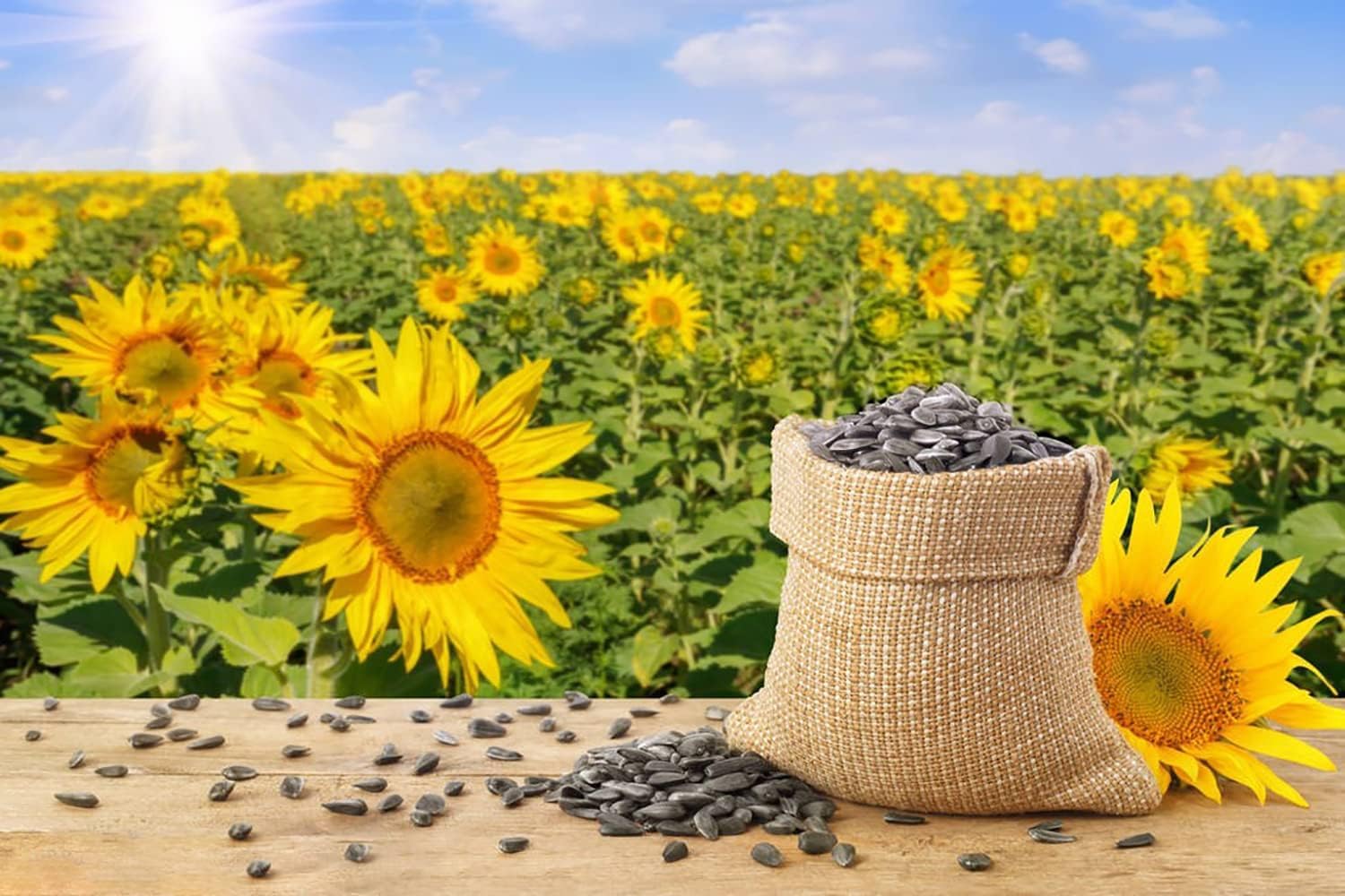 1000+ Sunflower Seeds for Planting Heirloom Non-GMO, Bulk Package of 15 Varieties Mix Seeds - Seeds Ville