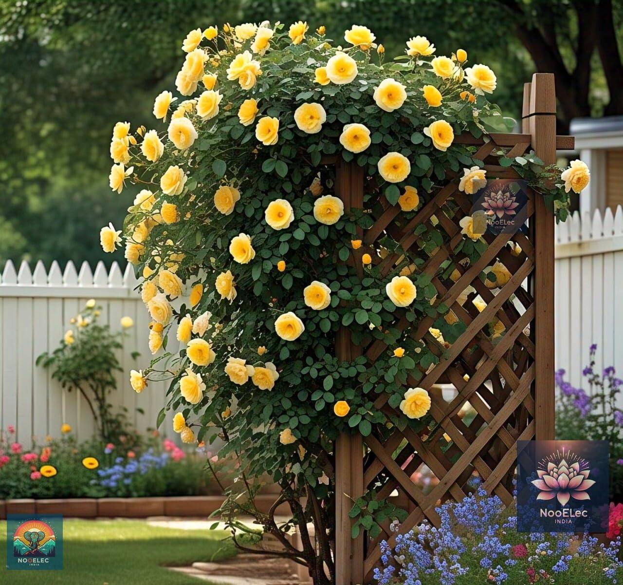 Climbing Rose Flower Seeds, 60 Seeds Pack - Hybrid, Year-Round Blooms, Minimal Care (MIX) - Seeds Ville