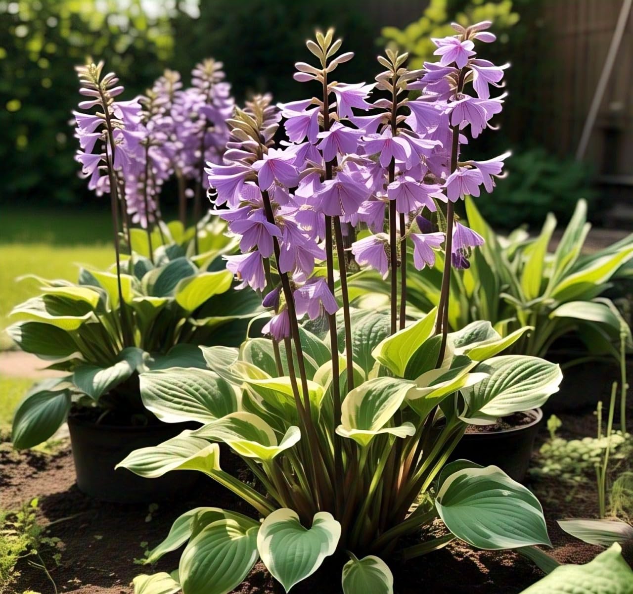 BlimBurn : All Seasons : 60 Hosta Flower Seeds, Hybrid, Grow Year-Round, Low Maintenance, Easy Grow - Other Names- Plantain Lily, Funkia, फंकिया, प्लांटन लीली (ALL IN ONE (MIX)) - Seeds Ville