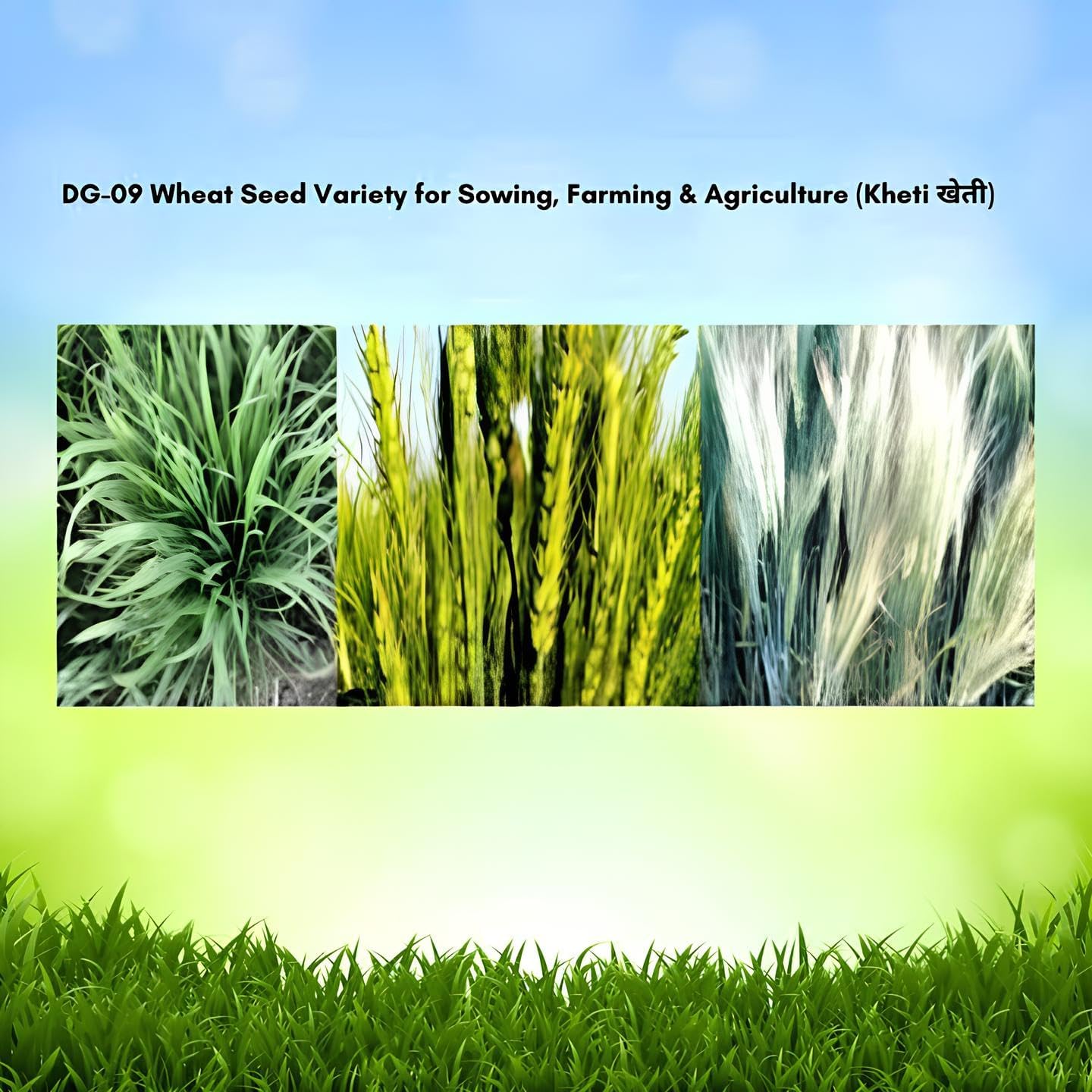 Urban Eden High Yield Wheat Grass Seeds (DG 09 Israel Variety) - Fast Growing for Maximum Harvest | Ideal for Juicing, Fodder & Commercial Farming (1.9 KILOGRAMS) - Seeds Ville