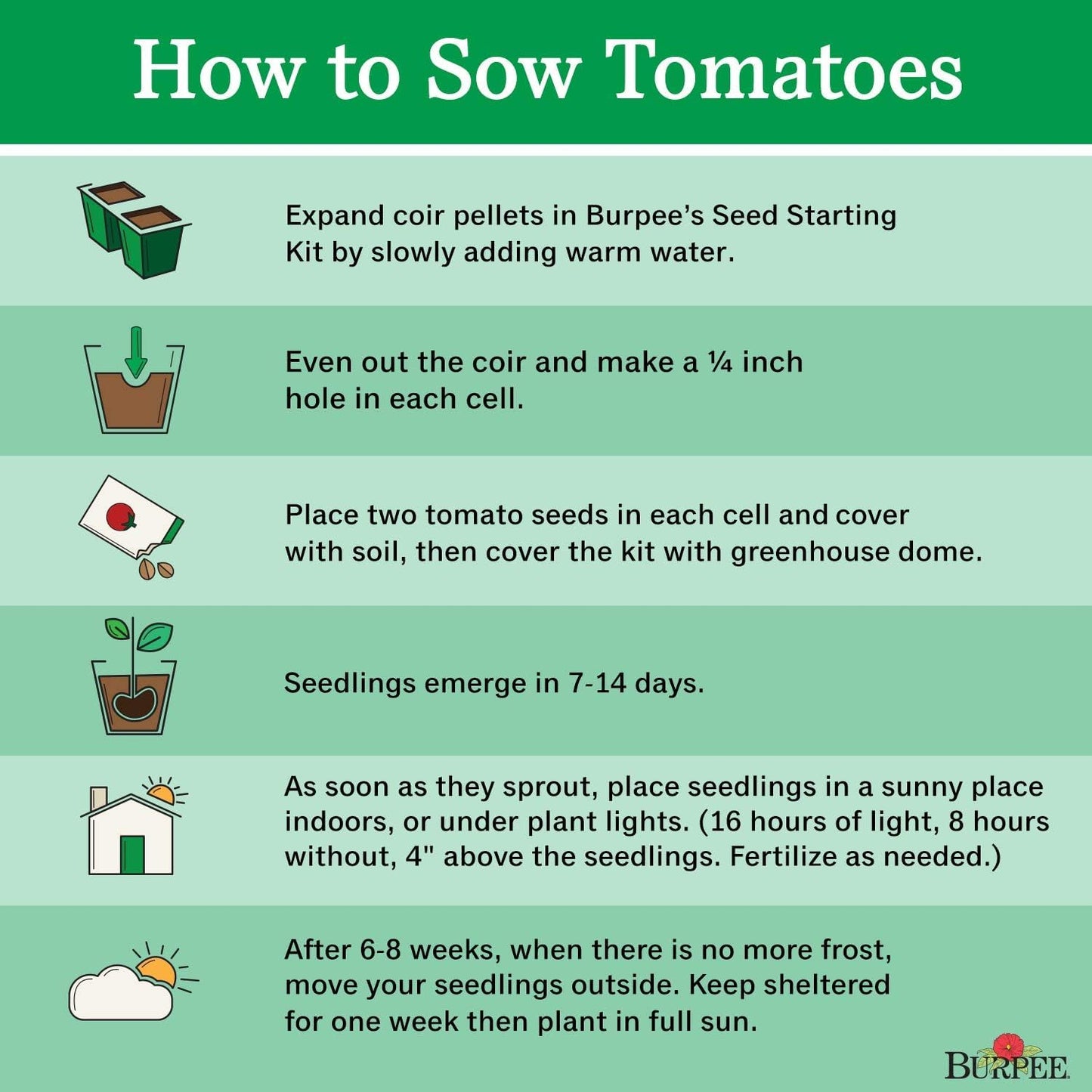 Organic Hybrid | Red Slicing Tomato | 50 Seeds For Home Garden - Seeds Ville