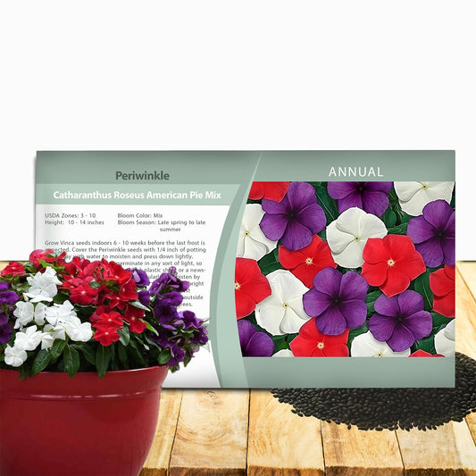 Outsidepride 50+ Seeds- Vinca Periwinkle American Pie Garden Flower, Ground Cover, & Container Plant Mix - Seeds Ville
