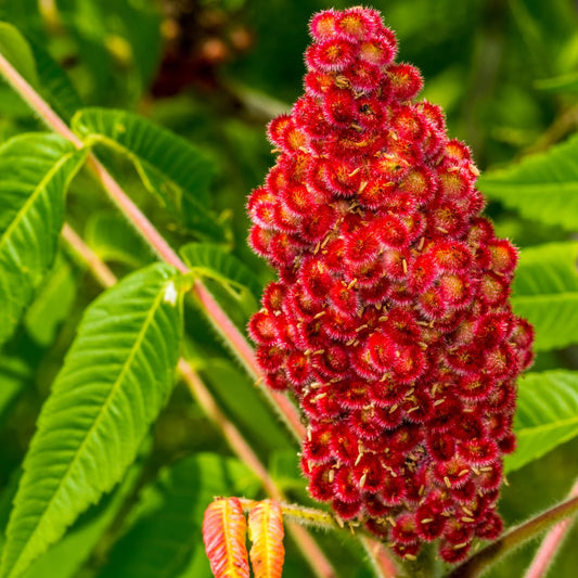 50+ SEEDS- Staghorn Sumac Flower Seeds For Planting Home Garden. Grow Year Round. - Seeds Ville