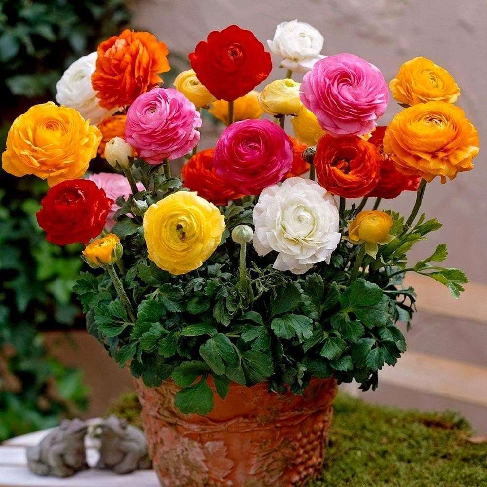 65+ Seeds- Ranunculus Persian Buttercup Flower Seeds, All-Season, Low Maintenance & Air Purifying Flowers | Perfect for Home Garden, Balcony & Pots (ALL MIX) - Seeds Ville