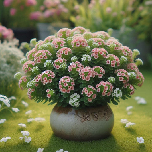 100+ SEEDS- Royal Carpet Alyssum HYBRID Flower Seeds For Gardening. Heirloom - Fragrant Ground Cover. (Salamon) - Seeds Ville