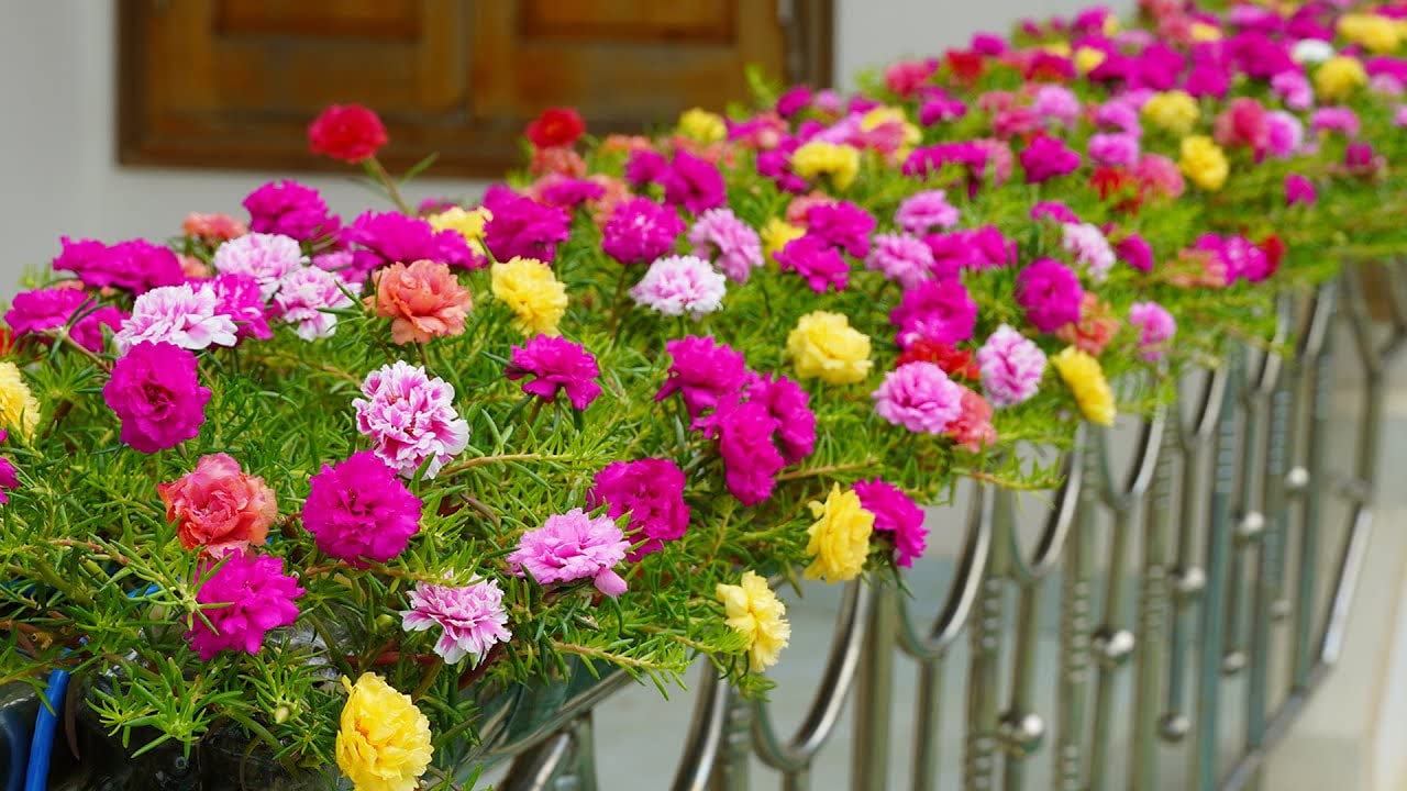 Cypress Purslane/Portulaca/Table Rose mixed colours Live plant cuttings  without roots of 15 Cuttings(5 to 7 colours)
