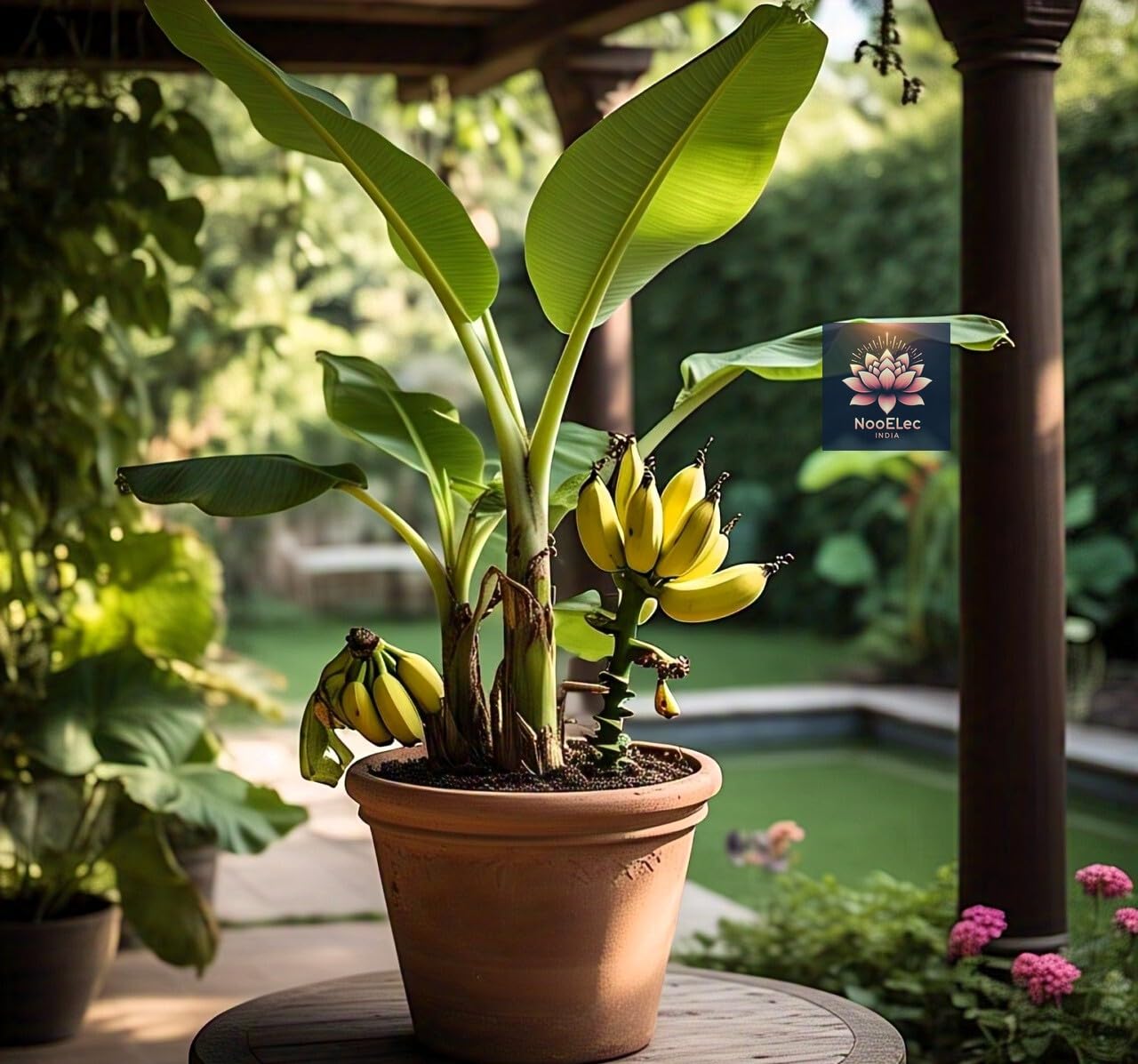 BlimBurn Dwarf Banana Seeds for Planting - 40+ Hybrid Seeds for Indoor/Outdoor Grow, Fast Growing, Easy Care, Year-Round Fruit Production - Seeds Ville