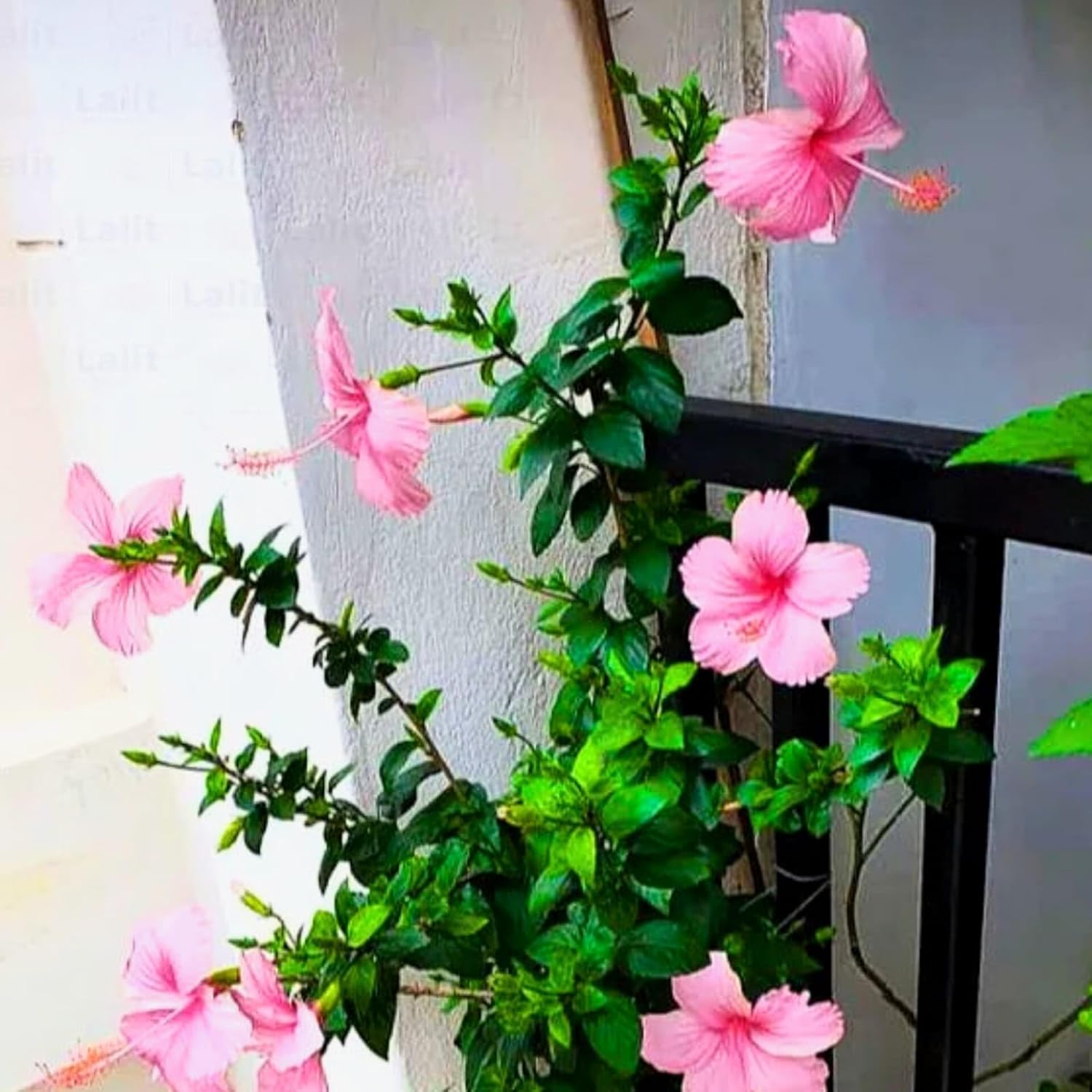 Pink hibiscus live plant with flower, 1-2 Feet Height, Indoor Flowering Plant, Full Sun, Year Round Blooming (Pack of 1) - Seeds Ville