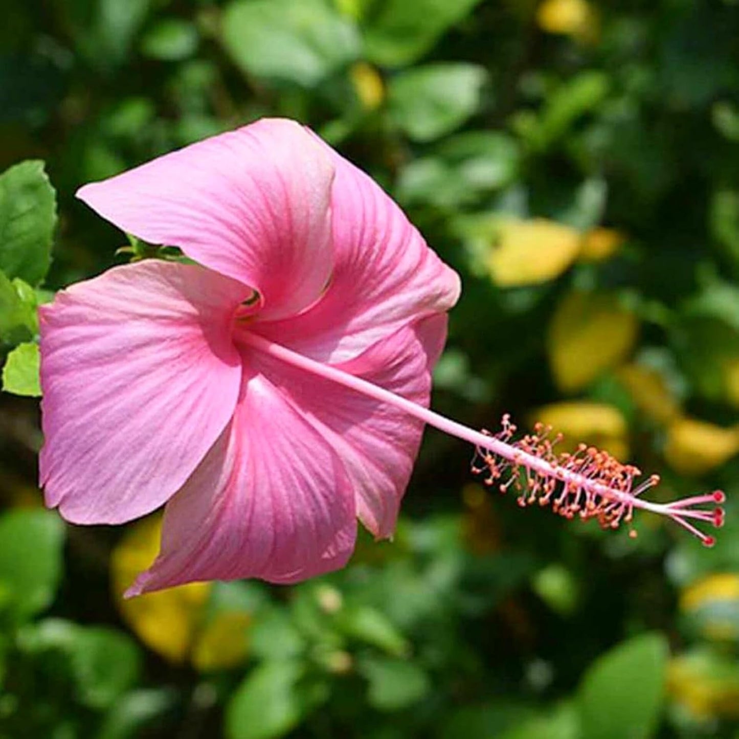 Pink hibiscus live plant with flower, 1-2 Feet Height, Indoor Flowering Plant, Full Sun, Year Round Blooming (Pack of 1) - Seeds Ville
