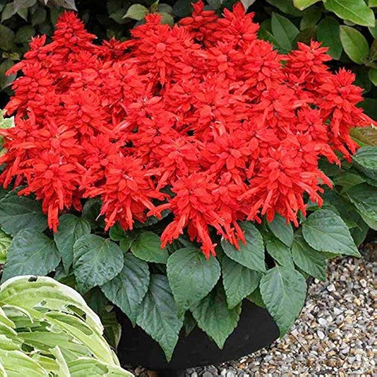 50+ Seeds- Salvia Red Flame Salsa Flower Seeds For Home Garden - Seeds Ville