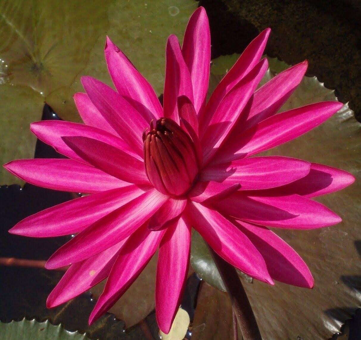 Dwarf Mix Colour Water Lotus Flower Plant Bowl Pond 15 Seeds Pack- Grow Indoor & Outdoor- Gro Year Round. - Seeds Ville