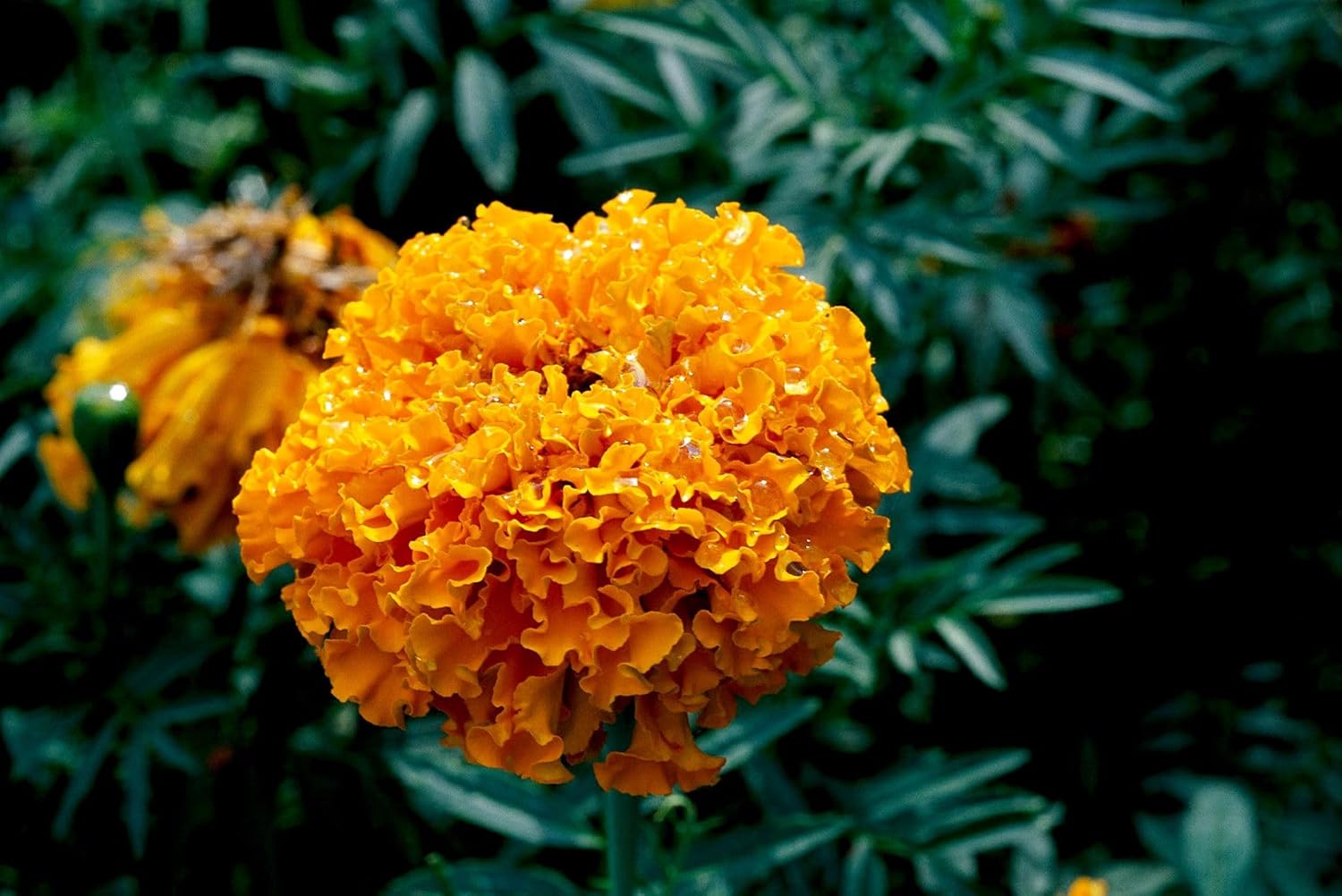 500 Seeds- Jumbo Pack Marigold African Gainda Flower Seeds For Planting. Grow Year Round - Seeds Ville
