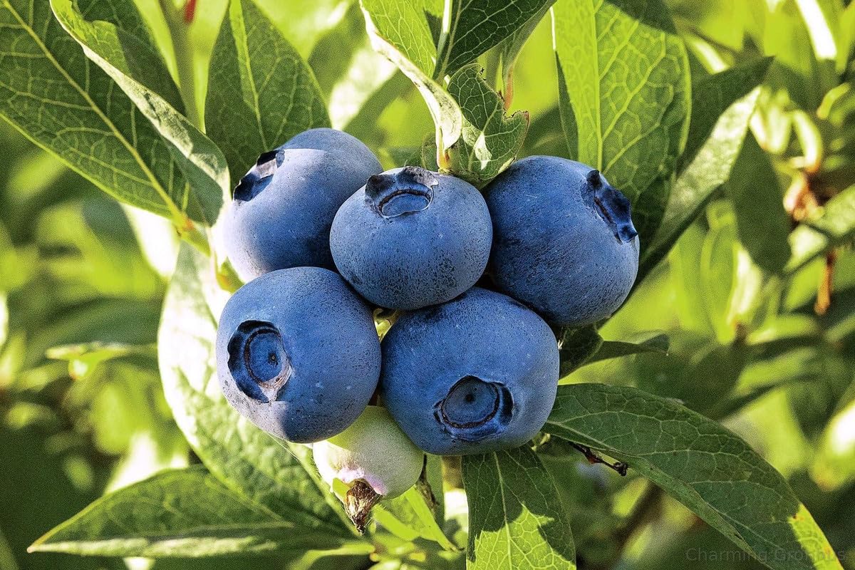 Charming Gronhus Live Blueberry Plant I High Bush Star Blueberry Variety Plant I With Black Plastic Pot