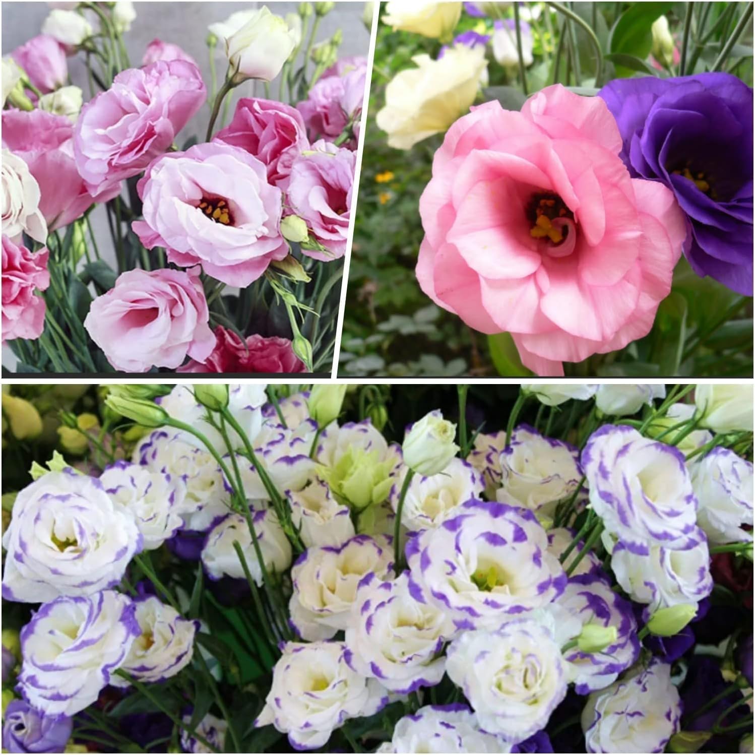 eustoma flower seeds 110+ Seeds- Mixed Eustoma Grandiflorum-Lisianthus Flower Seeds-Perennial-  Grow In All Seasons