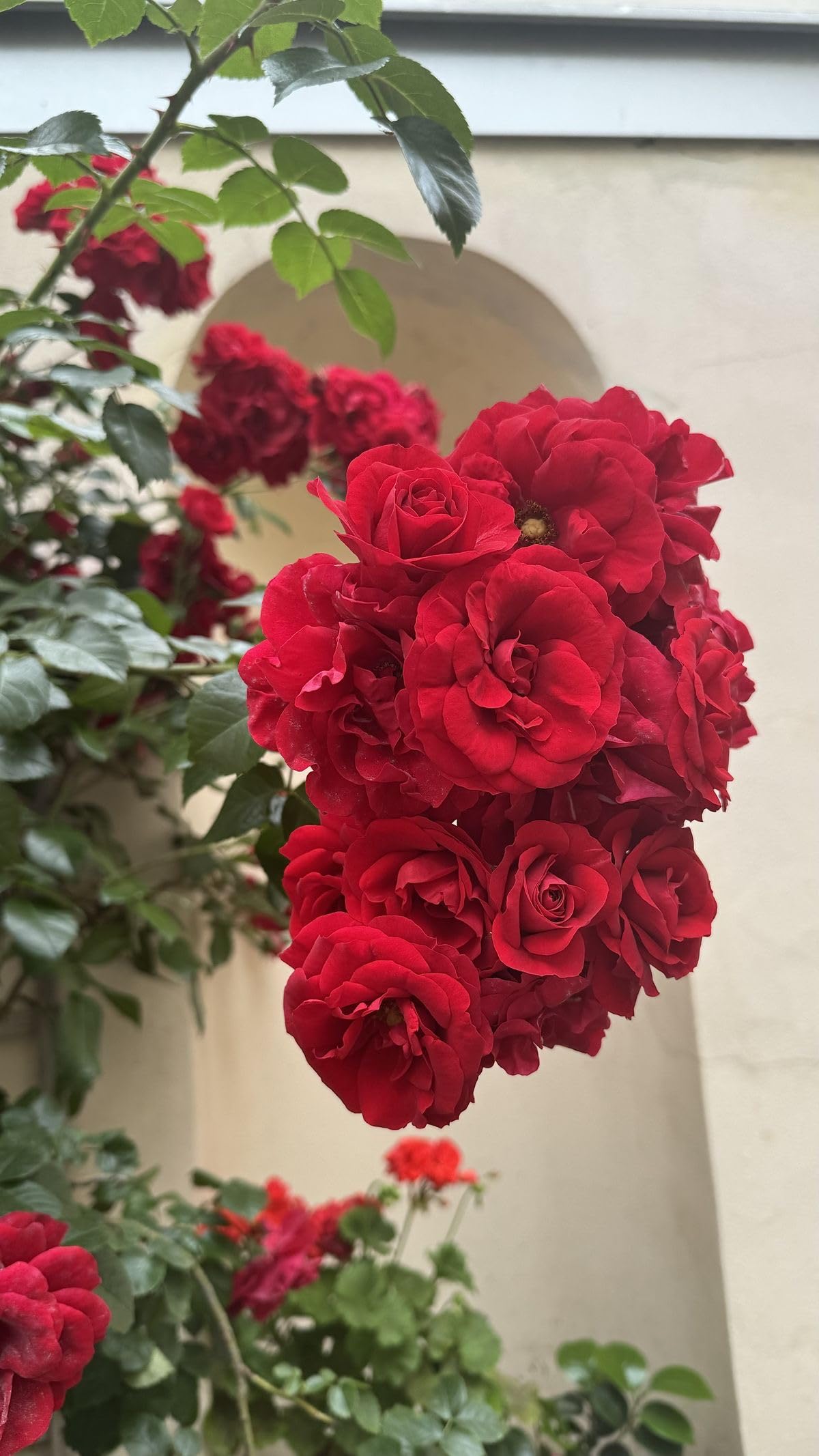 Imported Climbing Rose Flower seeds for Home and Kitchen Gardening Pack 80 to 100 seeds (MIXEDCOLOR SHADE-3)