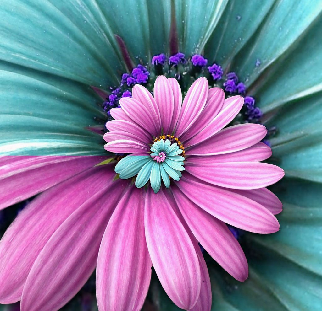 Miracle Daisy seeds - Purple and Blue - 30 Pcs - Seeds Ville