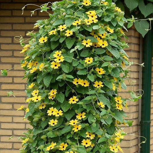 100+ Seeds- Climbing Vine Thunbergia Black-Eyed Susan Yellow Flower Seeds For Gardening