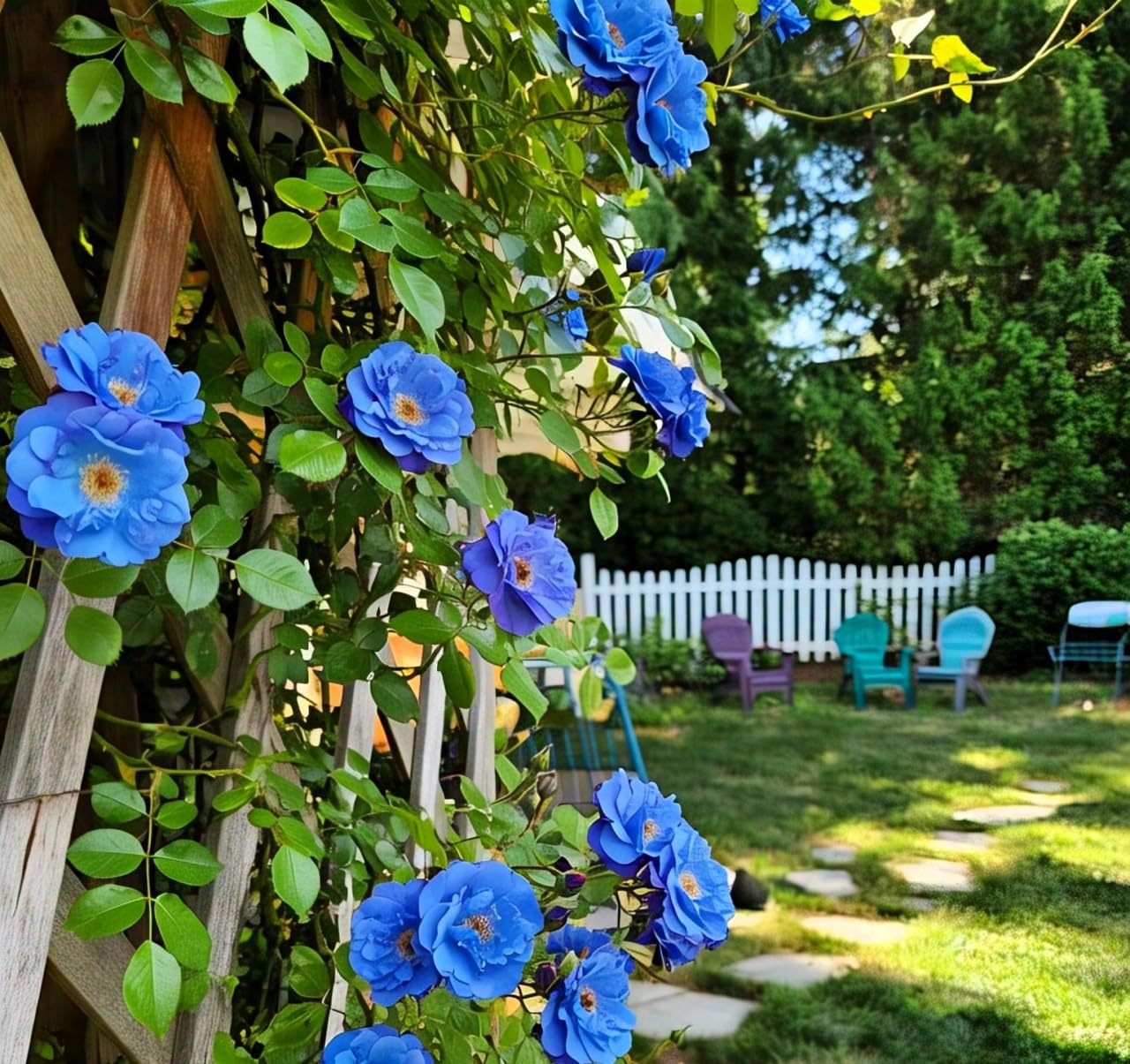 200+ SEEDS- Climbing Rose Flower Seeds Pack - Hybrid, Year-Round Blooms, Minimal Care (BLUE) - Seeds Ville
