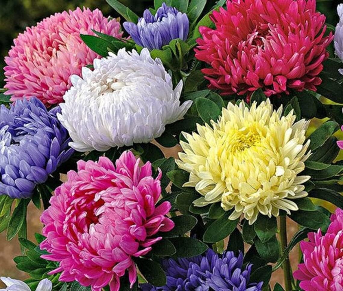 NooElec Seeds India 50+ SEEDS- All Seasons Aster Peony Mix Flower Seeds For Planting Home Garden.4 Colours - Seeds Ville