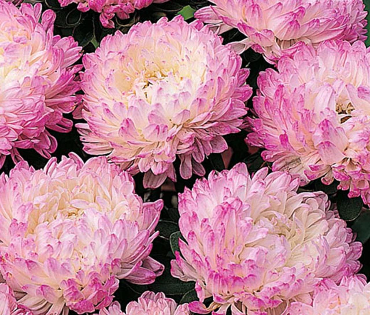 NooElec Seeds India 50+ SEEDS- All Seasons Aster Peony Mix Flower Seeds For Planting Home Garden.4 Colours - Seeds Ville