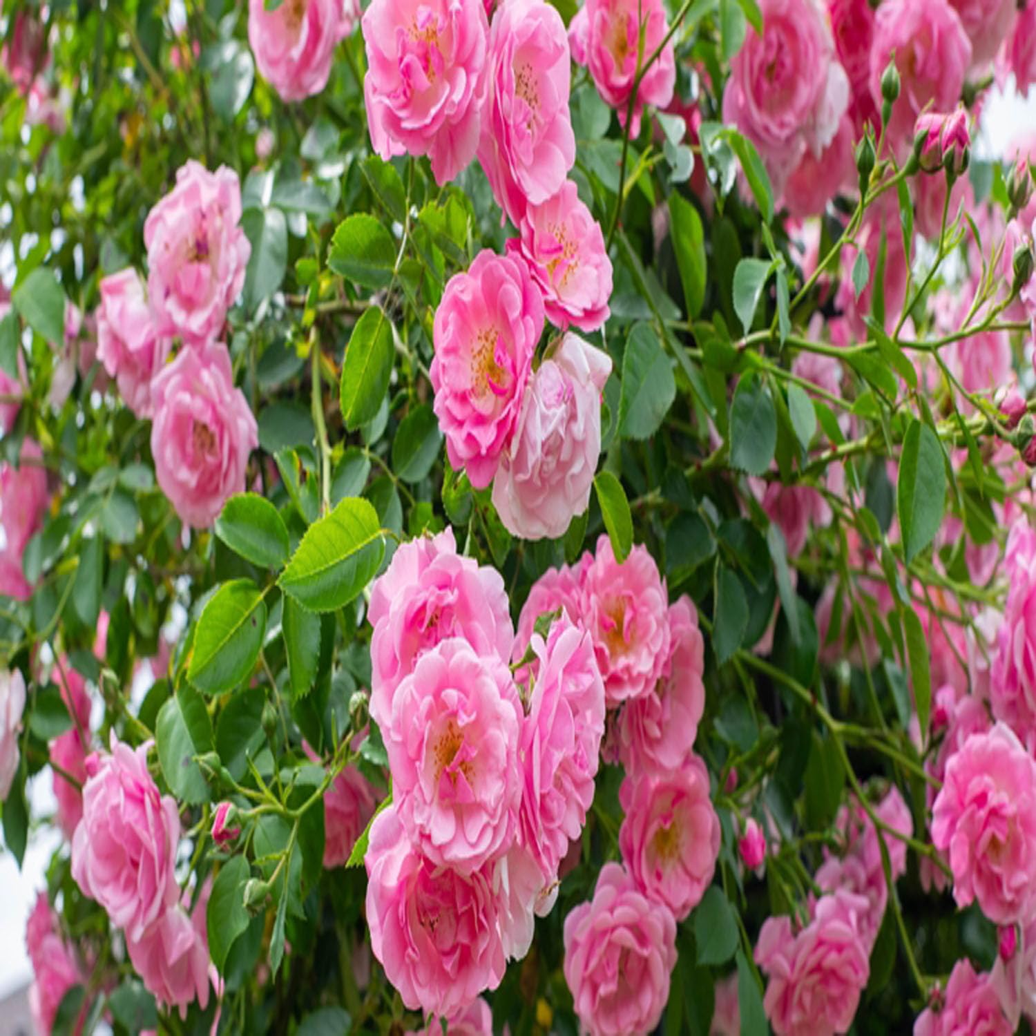 Pink Colour Climbing Rose Fragrant Flower Live Plants & Tree(1-2 Feet Size) - Seeds Ville
