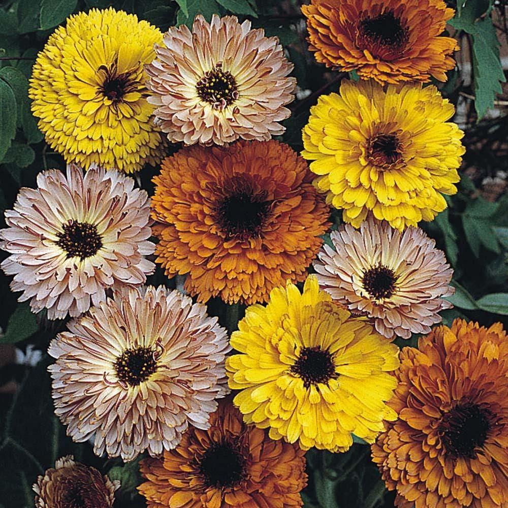 50+ Seeds- Calendula Touch of Red Mix Flower Seeds For Sowing Home Garden - Seeds Ville
