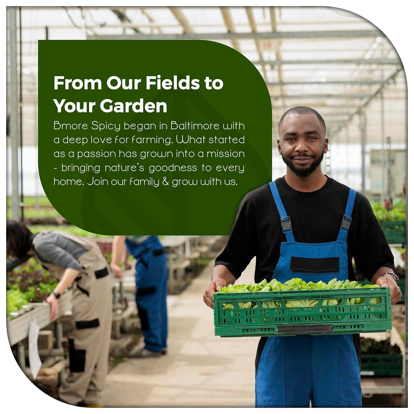 50 seeds Ground Cherry aka Strawberry Husk Tomato Physalis Pruinosa Tomatillo - Seeds Ville