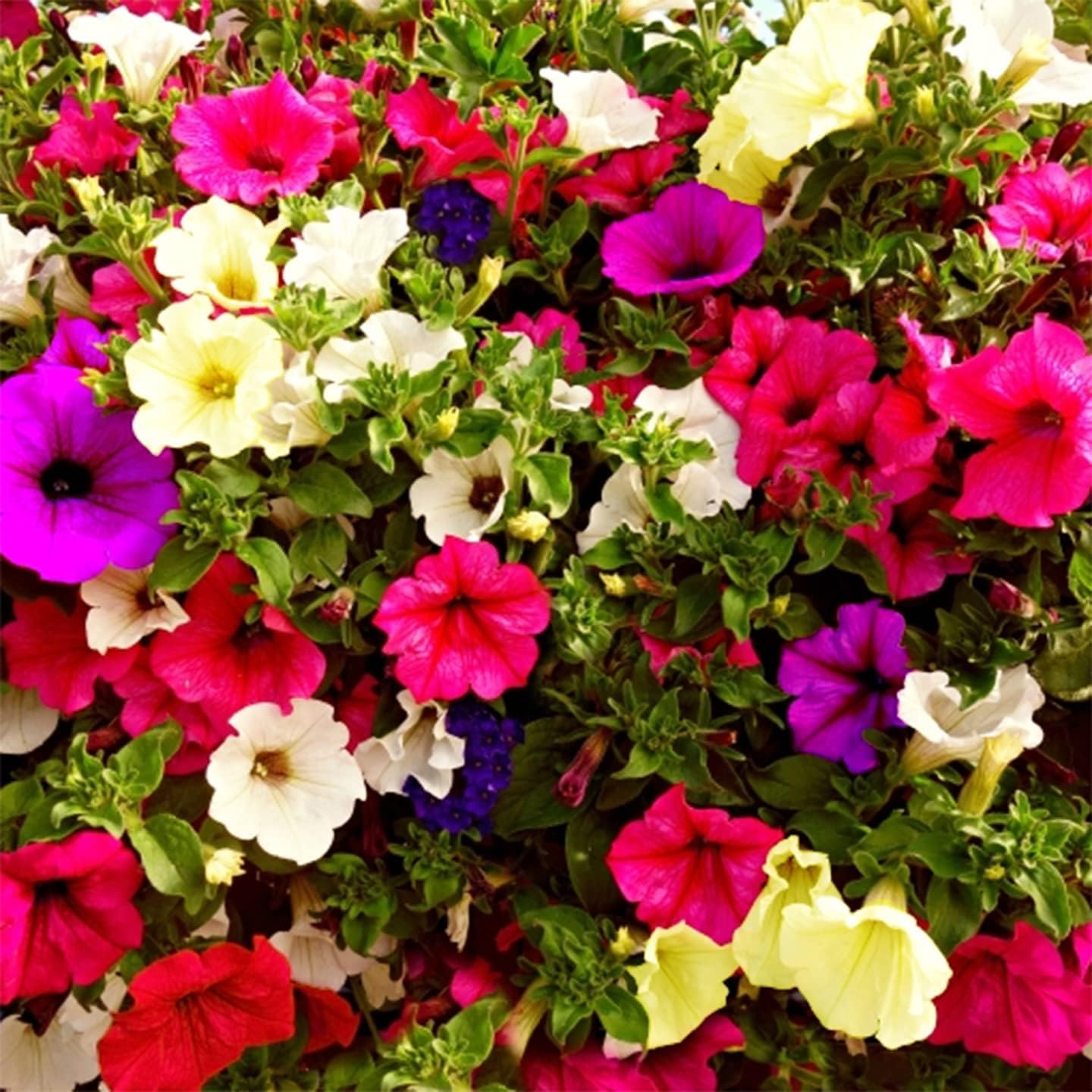 2500+ Petunia Seeds Grandiflora Flowers Mixed Rainbow Color for Planting Home Garden House Plant Flower Seed Mix Color - Seeds Ville