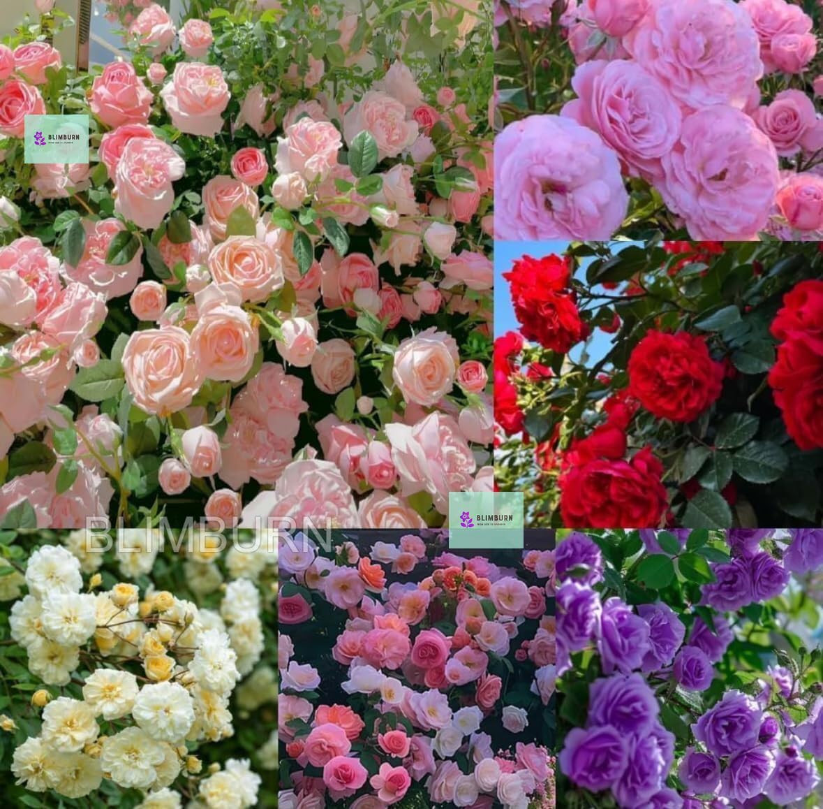 BlimBurn® Climbing Rose Imported Flower Seeds for Home and Kitchen Gardening Pack of 100+ Seeds. (BROWN) - Seeds Ville