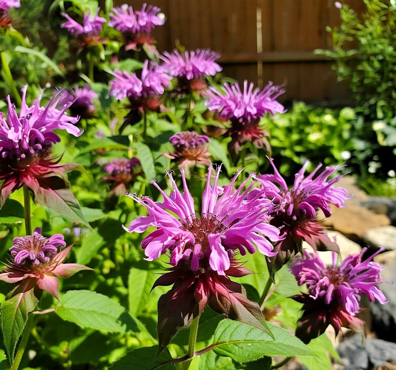 BlimBurn Bee Balm Flower Seeds (50 Pcs) - Natural Insect Repellent for Gardens- Grow Year Round. (All In One Mix) - Seeds Ville