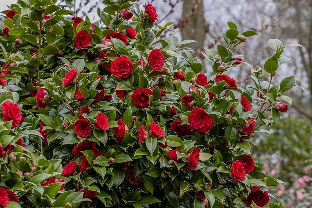 Camelia rose live plant - Seeds Ville
