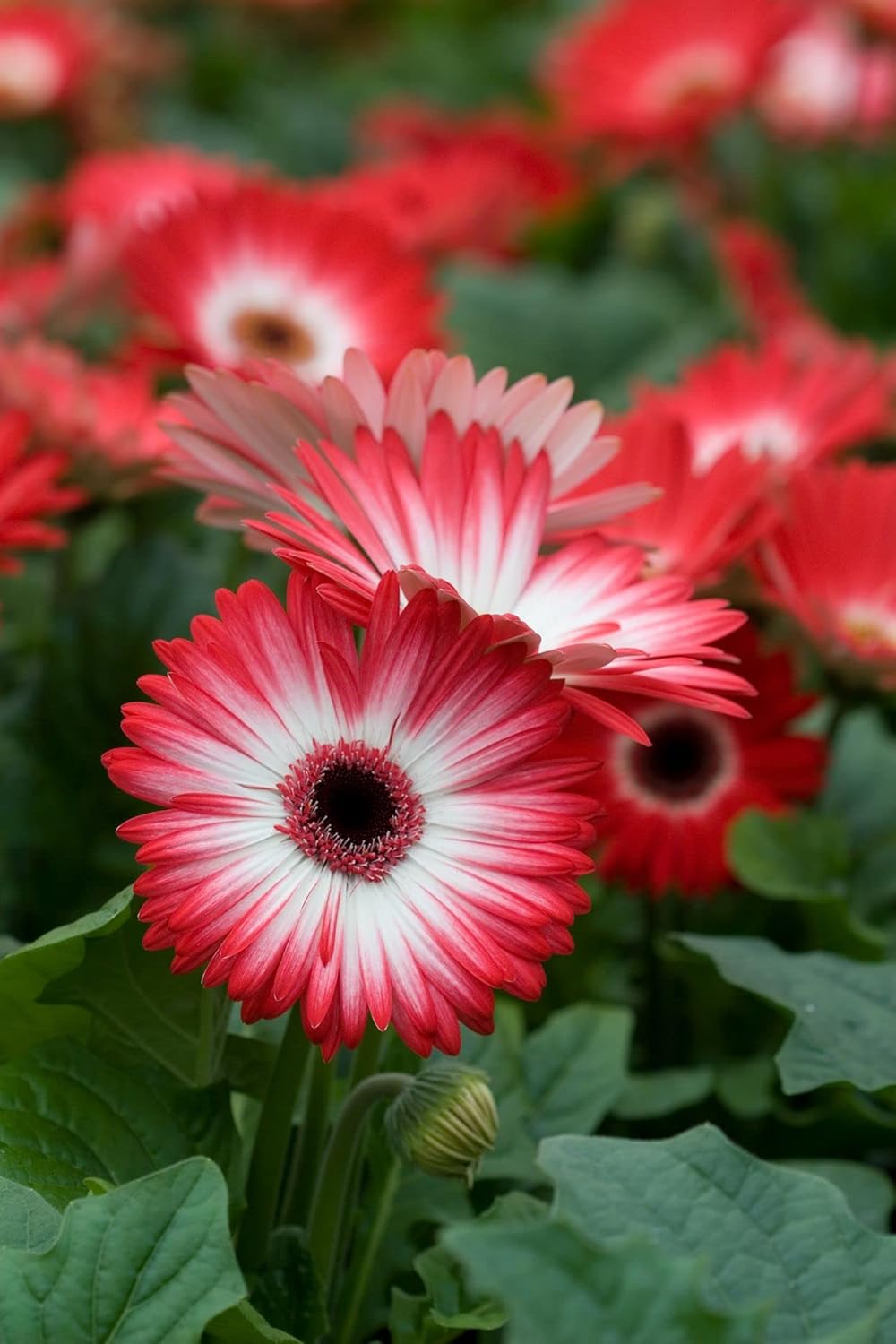 Gerbera Daisy Lemon Berry Flower Seeds - 25+ Seeds Economy Pack - Seeds Ville