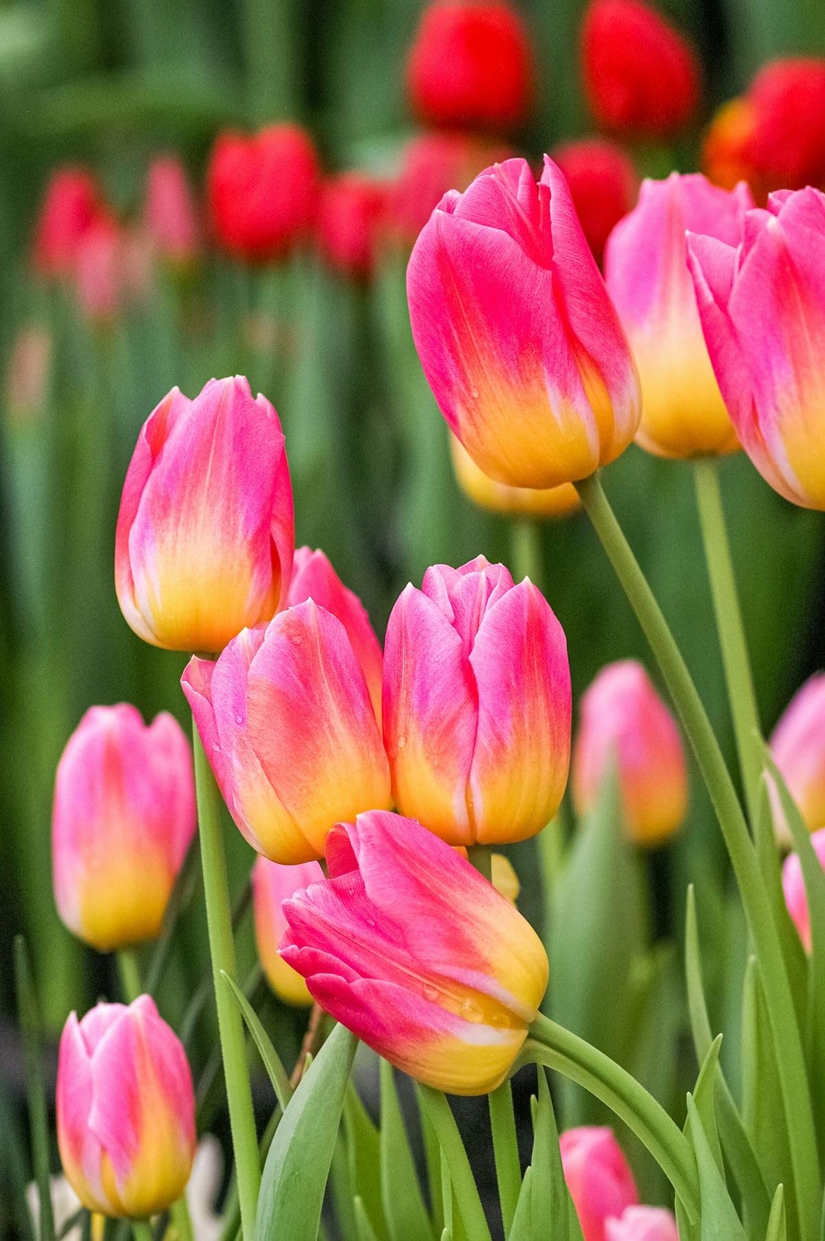 SVG® Tulip Flower Bulbs Imported Variety for Home and Gardening Pack of 1 Bulbs (PURE ORANGE)