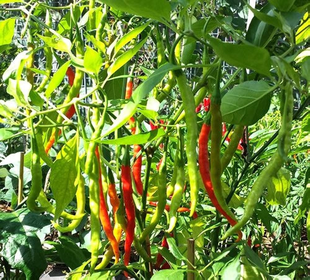 200+ Seeds- Organic Jawala Hybrid Chilli Pepper Seeds For Planting- Kitchen Garden Pack - NON GMO - Seeds Ville