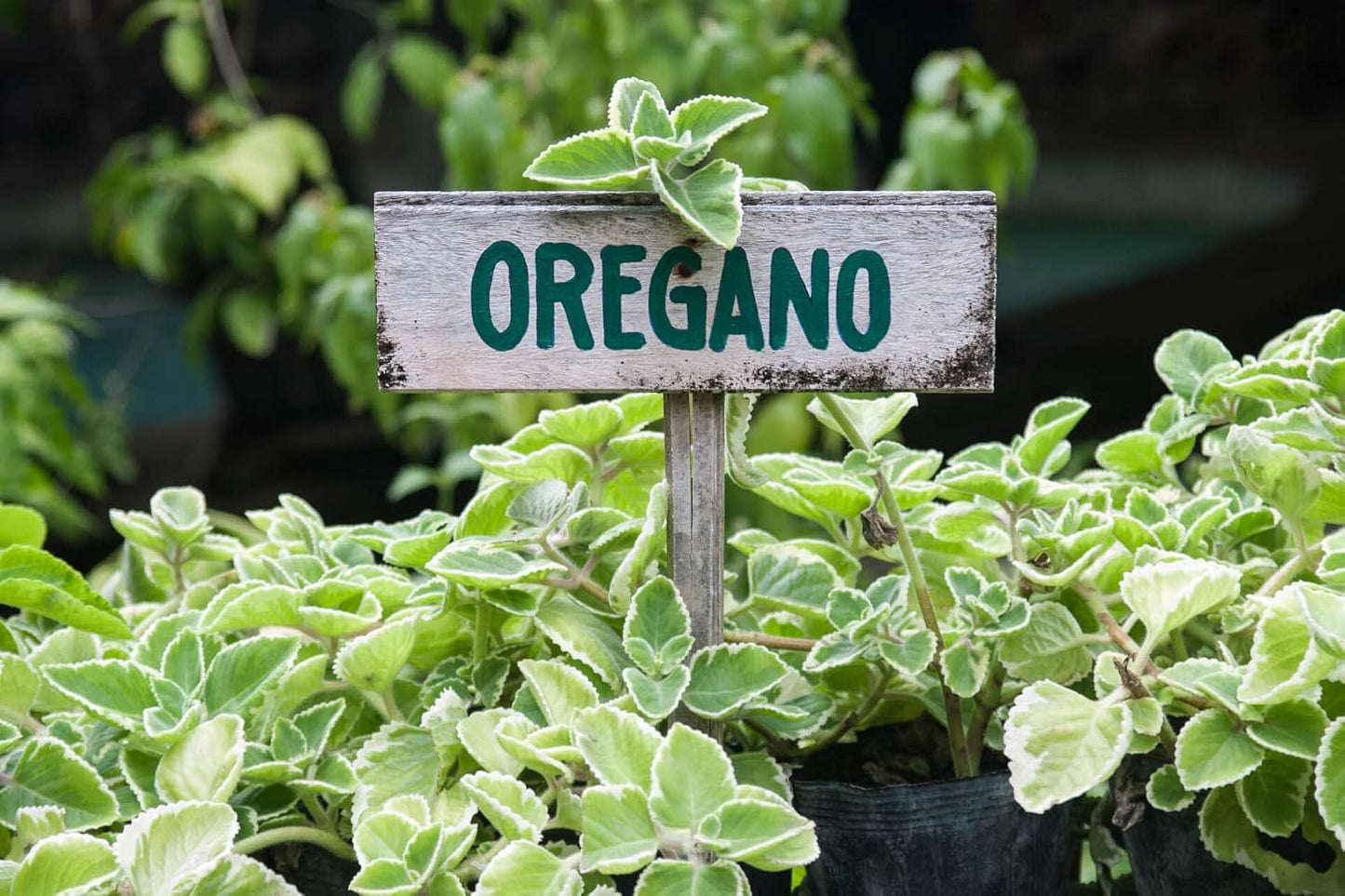 Agro Acres Organic Oregano Herb Seeds For Kitchen Garden - 50 Seeds Eco Pack - Seeds Ville