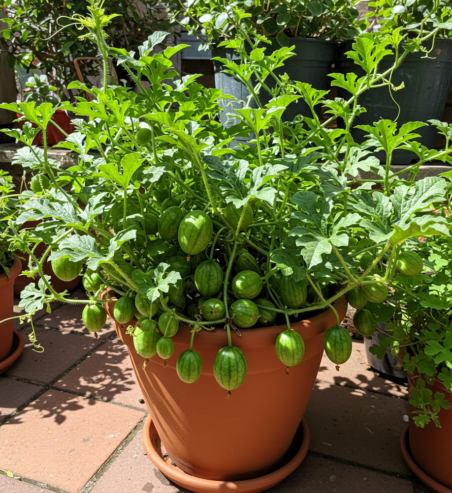 BlimBurn Cucamelon Mini Watermelon Organic Seeds - 50 Seeds, Easy Grow, Unique Variety - Seeds Ville