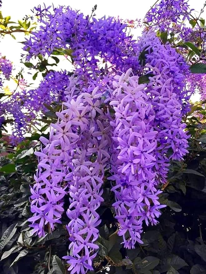 Seeds Ville Petrea Volubilis Flowering Vine Purple Pack of 1