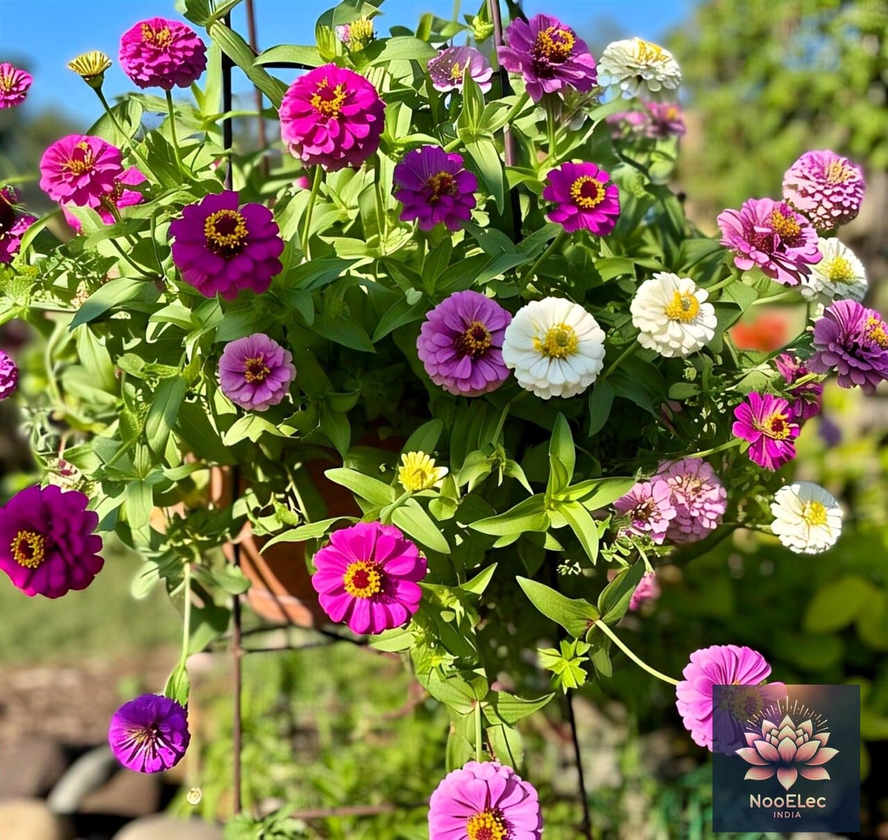 Rare Hanging Zinnia Flower Seeds - 50 Seeds, Mixed Colors, Hybrid, All-Year Blooms - Seeds Ville