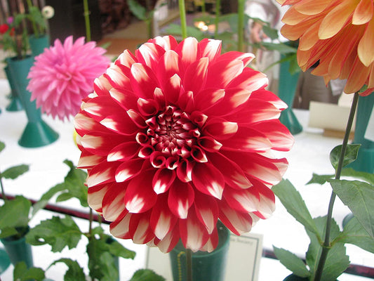 Exotic Dahlia Hilltop Stella Flower Seeds Pack- 25 Seeds - Seeds Ville